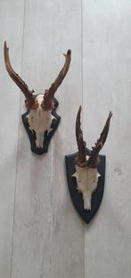 Reebok gewei op schild keuze uit 2, Ophalen, Gebruikt, Hert, Gewei of Kop