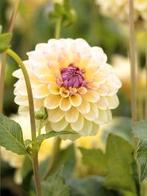 Dahlia, Ophalen of Verzenden, Voorjaar, Volle zon, Knol