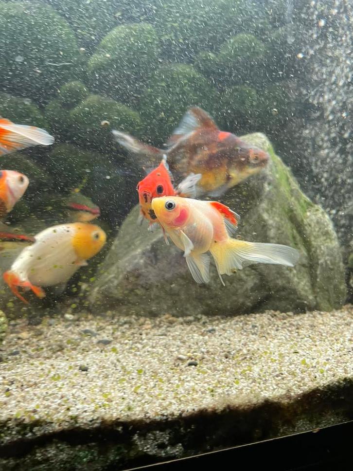 Groep sluierstaart goudvissen, Dieren en Toebehoren, Vissen | Aquariumvissen, Vis