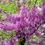 Cercis siliquastrum Judasboom paarse bloei lente blikvanger, Ophalen of Verzenden, Lente, Volle zon, Overige soorten