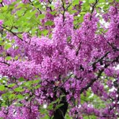 Cercis siliquastrum Judasboom paarse bloei lente blikvanger, Tuin en Terras, Planten | Bomen, Overige soorten, Volle zon, Lente