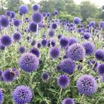 Groot stuk kogeldistel ophalen in Enschede of per post!, Overige soorten, Minder dan 100 cm, Zomer, Ophalen