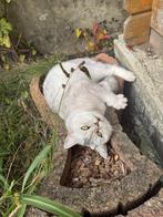 Lieve Britse korthaar met stamboom zoekt nieuw thuis, Dieren en Toebehoren, Katten en Kittens | Overige Katten, Poes