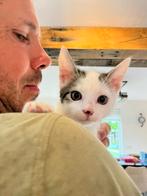 Lieve kitten zoekt een lief baasje!, Dieren en Toebehoren, Katten en Kittens | Overige Katten, Meerdere dieren