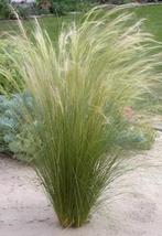 Stipa pony tails, Ophalen, Overige soorten, Volle zon