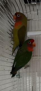 Hybride Agapornis koppel Fred en George, Dieren en Toebehoren, Meerdere dieren, Dwergpapegaai of Agapornis