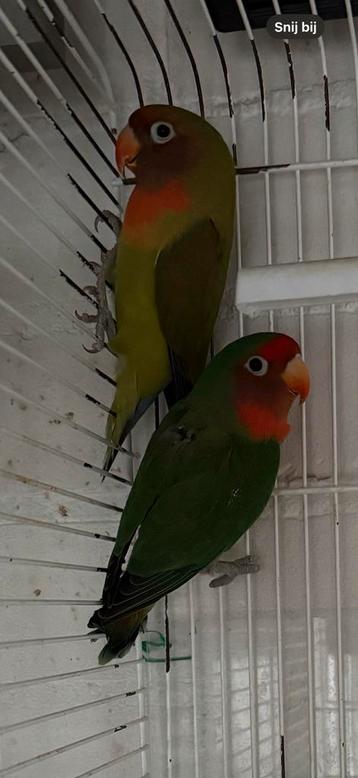 Hybride Agapornis koppel Fred en George beschikbaar voor biedingen