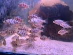 Nimbochromis Venustus / Malawi Cichlide, Dieren en Toebehoren, Vis, Zoetwatervis