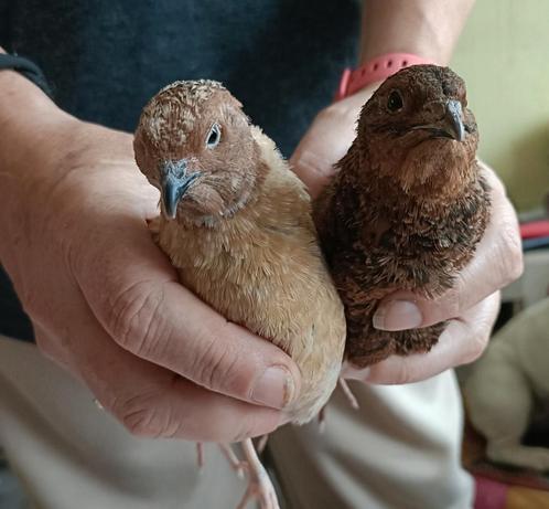 Japanse kwartels 2 x supertam, Dieren en Toebehoren, Vogels | Overige Vogels, Tropenvogel, Meerdere dieren, Tam