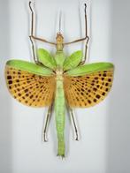 Grote Groene Sprinkhaan - Wildernis Atelier, Ophalen of Verzenden, Nieuw, Opgezet dier