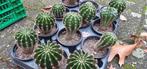 Cactussen: Echinopsis, Huis en Inrichting, Kamerplanten, Ophalen, Halfschaduw, Minder dan 100 cm