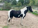 Mooie bonte merrie pony, Dieren en Toebehoren, Pony's, Merrie, B pony (1.17m tot 1.27m), Gechipt, 11 jaar of ouder