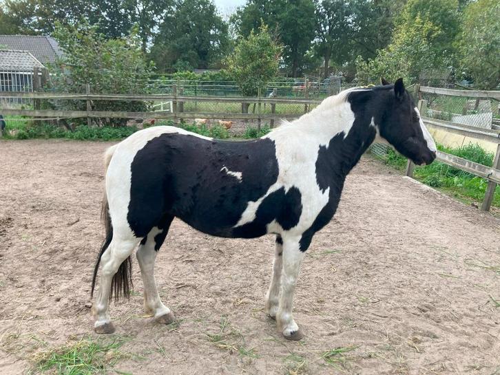 Mooie bonte merrie pony, Dieren en Toebehoren, Pony's, Merrie, B pony (1.17m tot 1.27m), 11 jaar of ouder, Gechipt, Ontwormd