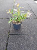 Bloemwilg (itea henry's garnet), Volle zon, Vaste plant, Lente, Ophalen