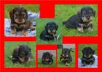 Teckel puppies zeer mooie en sociale pups. Ruwharig, 8 tot 15 weken, Dwerg, CDV (hondenziekte), Meerdere