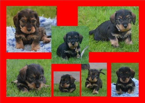 Teckel puppies zeer mooie en sociale pups. Ruwharig, Dieren en Toebehoren, Honden | Teckels en Dashonden, Meerdere dieren, Ruwhaar