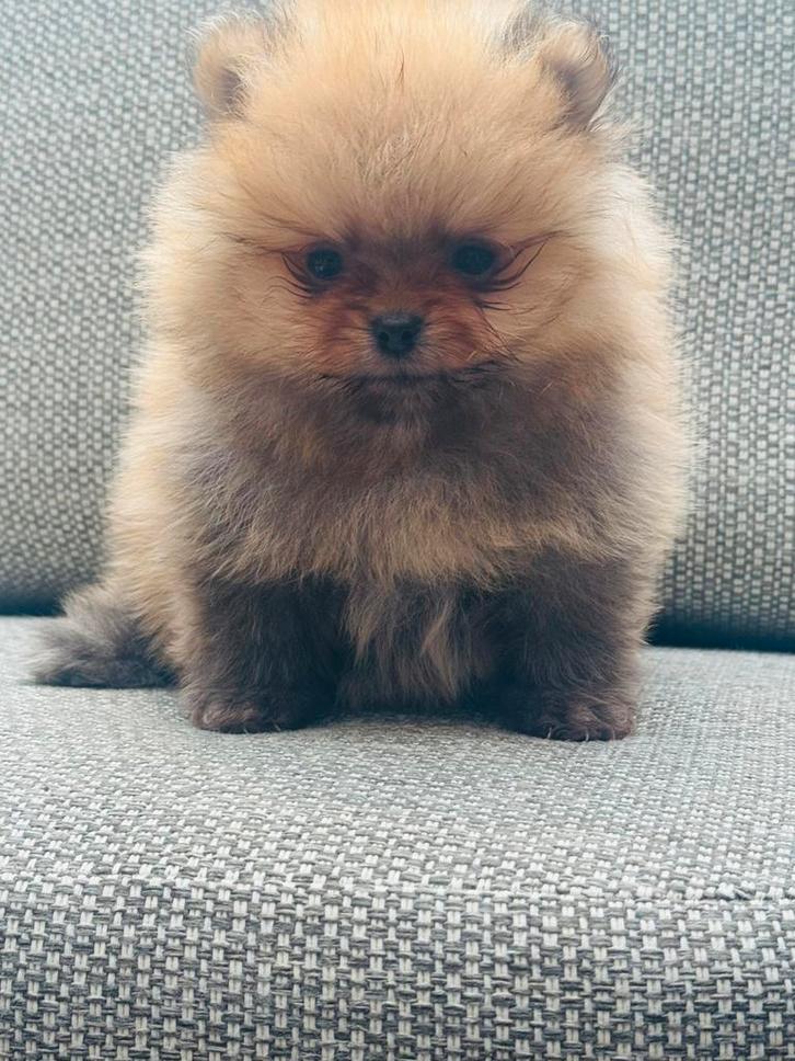 Mini bearface orange pomeranian/pomeriaan.  🐶🏡🐾, Dieren en Toebehoren, Honden | Poolhonden, Keeshonden en Oertypen, Reu, Keeshond