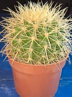 Bol cactus, Ophalen of Verzenden, Cactus, Volle zon, Minder dan 100 cm