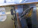 Gratis marmergourami, Dieren en Toebehoren, Vissen | Aquariumvissen, Vis