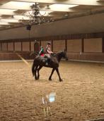 Gezocht: verzorgpony, omgeving Veenendaal, Ophalen