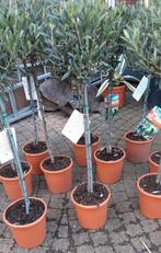Mooie olijfboom olea op stam verschillende hoogte., Olijfboom, Volle zon, Ophalen, 100 tot 250 cm