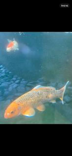 Koi karper, Dieren en Toebehoren, Karper of Koi