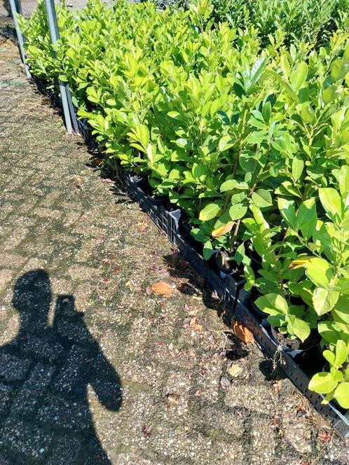 Laurier struikjes 60 cm, Tuin en Terras, Planten | Struiken en Hagen, Laurier, Minder dan 100 cm, Ophalen