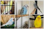 Engelse parkieten, Dieren en Toebehoren, Vogels | Parkieten en Papegaaien, Meerdere dieren, Parkiet, Geringd
