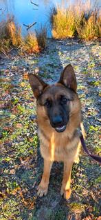 Te koop Duitse herder teefje, Dieren en Toebehoren, 15 weken tot 1 jaar, Teef, Parvo, Eén hond