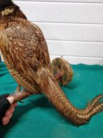 Fazant opgezet wandhanger, Ophalen of Verzenden, 'T Olde Gre-j, Info@toldegrej.nl, Endepoelstraat 20f Didam