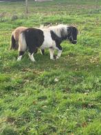 Zwart bont merrie veulen en grote maat shetlander, Dieren en Toebehoren, Mei
