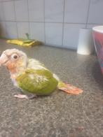 Baby pyrrhura pineapple met veel rood jonkie handtam !!!!!, Geslacht onbekend, Papegaai, Geringd