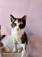 1. Lieve Britse Korthaar mix kittens, Meerdere dieren, Kortharig, 0 tot 2 jaar