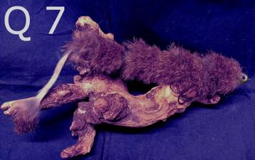 Q 7 of Q 8 een Rat en een Mol-achtige 2 delige snoekstreamer beschikbaar voor biedingen