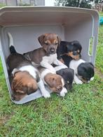 Prachtig nest Jack Russell pups, Jack Russell Terriër, 8 tot 15 weken, Meerdere, Meerdere dieren