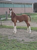 Tuigpaard merrie veulen!, Merrie, 0 tot 2 jaar