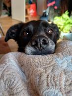 Ter adoptie of sharing ️, 6 jaar of ouder, Particulier, Reu, Buitenland