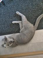 Gezocht: blauwe rus dekkater. Ze is niet te koop.