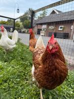 2 tamme legkipjes, Dieren en Toebehoren, Pluimvee, Vrouwelijk, Kip