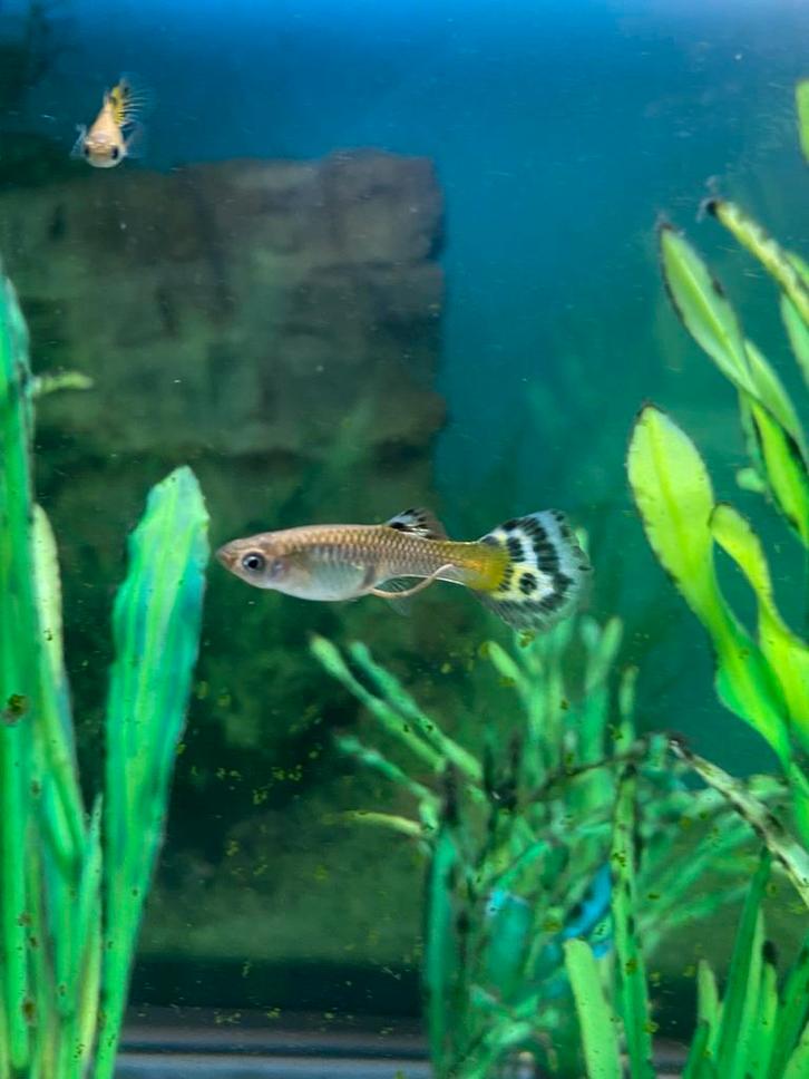 Gratis vrouwelijke guppen, Dieren en Toebehoren, Vissen | Aquariumvissen, Vis