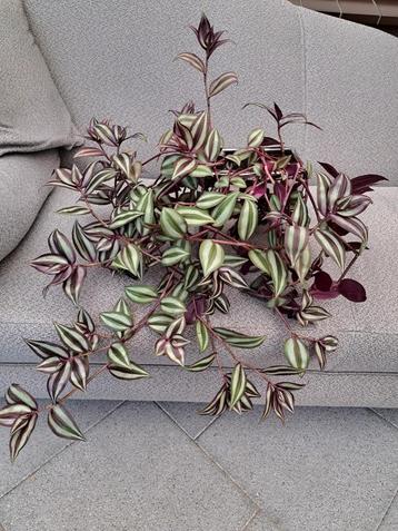 Tradescantia Zebrina Hangplant Vaderplant met Bloempot  beschikbaar voor biedingen