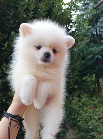 Pomeriaan pups pomeriaan  beschikbaar voor biedingen