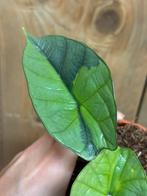 Alocasia platinum variegata plant aurea yellow green grey, Huis en Inrichting, Kamerplanten, Ophalen of Verzenden, Halfschaduw