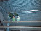 dwergpapegaaien, Dieren en Toebehoren, Vogels | Parkieten en Papegaaien, Dwergpapegaai of Agapornis, Geringd