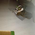 Super lieve hond Stafford, Dieren en Toebehoren, 6 jaar of ouder, Reu, American Staffordshire Terriër, Eén hond