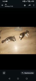 Russische Maine Coon kittens  met stamboom, Dieren en Toebehoren, Katten en Kittens | Raskatten | Langhaar, Meerdere dieren, Gechipt