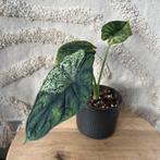 Alocasia dragon scale mint variegata, Ophalen of Verzenden, Halfschaduw, Minder dan 100 cm