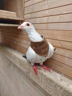 Prince zoekt een goed tehuis, Mannelijk, Overige soorten