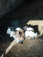 Dwerggeit lammeren, Dieren en Toebehoren, Schapen, Geiten en Varkens, Vrouwelijk, Geit