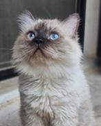 Lieve Biso ter adoptie, Kater, Gechipt